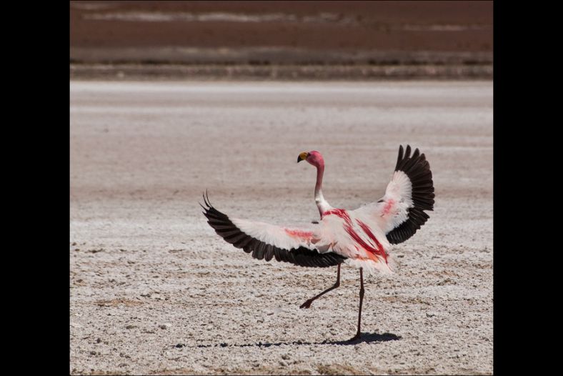 Flamingo's dancing