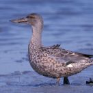 Northern Shoveler