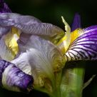 Purple flower