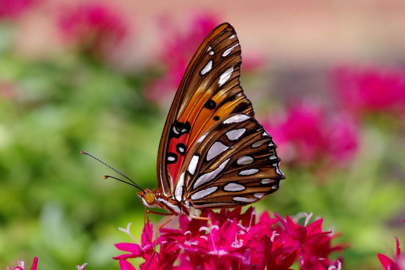 Gulf Fritillary