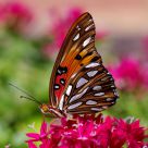 Gulf Fritillary