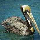 Pelican