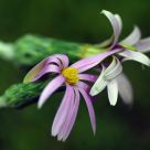 rainforest weed