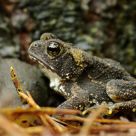 Small toad