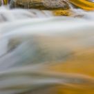 Golden Stream