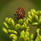 Stink Bug