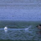Over the water