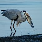 Wildlife