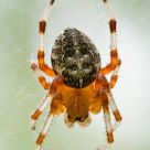 Wheelhouse Spider portrait