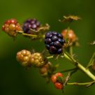Pick me a Blackberry
