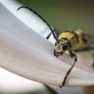 Chlorophorus varius