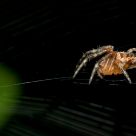 In the Web