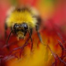 bumblebee