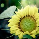 Morning Sunflower