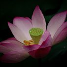 Lotus after rainfall