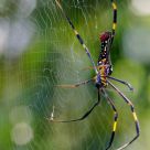 web surfing