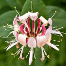 Honeysuckle flower