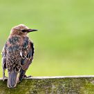 starling