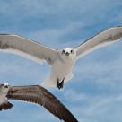 Gull Couple