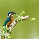 IJsvogel, Alcedo atthis