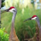 SANDHILL CRANES