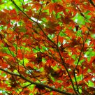 Between Summer and Autumn