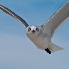 Gull Glare
