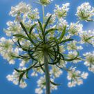 Queen Anne's Lace (queen ant's perspective)