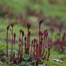 Stalks