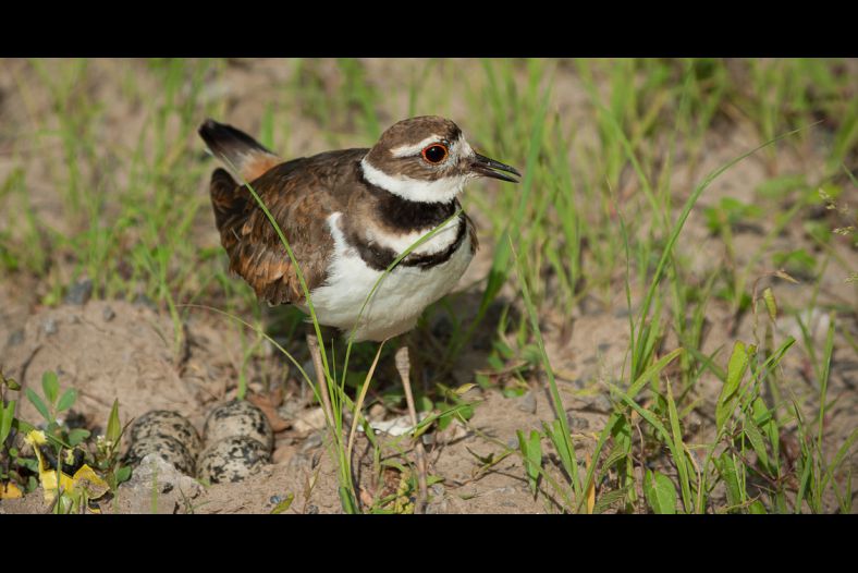 Killdeer