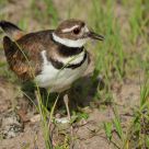 Killdeer