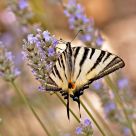 swallowtail