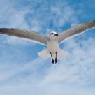 Gull Glide