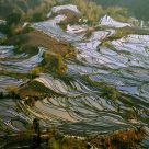 Terrace Fields