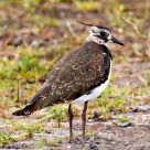 lapwing