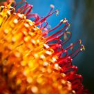 Australian Banksia