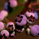 High Bush Blueberries