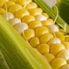 Fresh Maine Corn