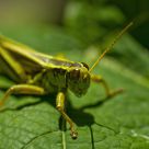 Grasshopper