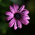 Purple Drops