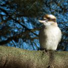 Kookaburra