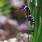 Hippocampe