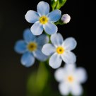 Blue flower