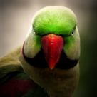Parrot Portrait