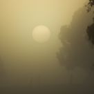 Foggy Morning