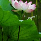 Blooming