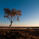 Lone tree