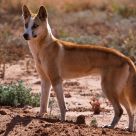 Desert Dingo