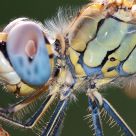 Dragon Fly
