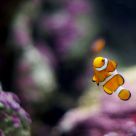 Nemo